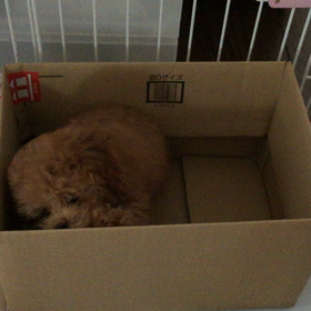 なんだろうの画像