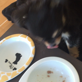 今朝のメリちゃん 朝ごはんver.の画  像