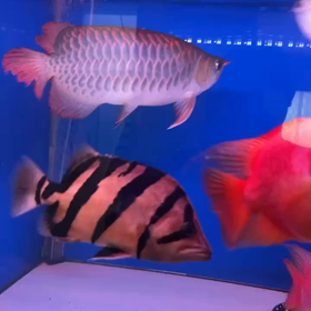 超高級魚 シャムタイガー納品完了！！の画像