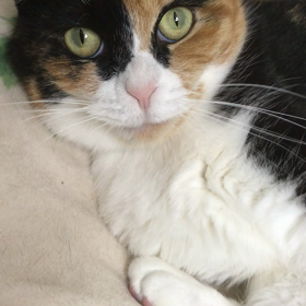 リナちゃん、ねむしの画像