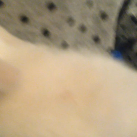 ぬこ❤︎の画像