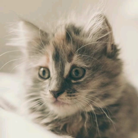 知らんねこに歌わせたの画像