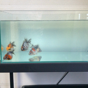 新規導入魚★動画ですの画像