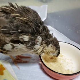 復活しすぎ❗の画像