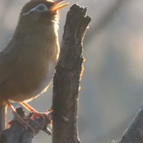 ガビチョウさんの歌の画像