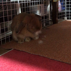 偽妊娠？の画像