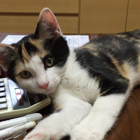 お疲れサクラ(^^;;の画像