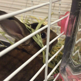 色々な牧草の画像