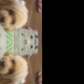 愛犬ちゃんと♪ペッタムダンス♪( TikTokにて使えるよ！)の画像