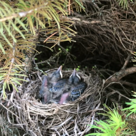 第８日目の画像