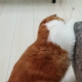 *寝違った～(泣)*の画像