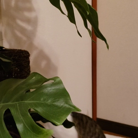 猫とドアの画像