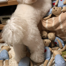 11月15日  好きにしての画像