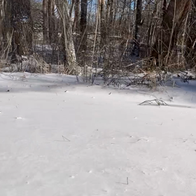 雪の散歩の画像