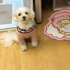 奇跡というかクリッカーでお話出来た。の画像