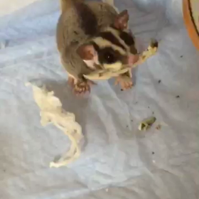 フクロモモンガの画像