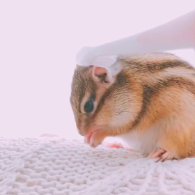 ほっこリス♪の画像