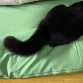 シッポボンの画像