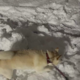 積もったよ〜の画像