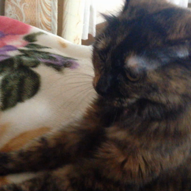 いつも思うことの画像