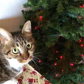 2023/12/09クリスマスツリー猫あるある！今日のジム活。の画像