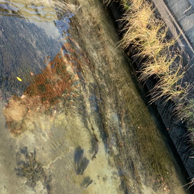 ”気になるコイ”の画像