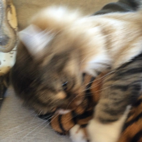 アンVS虎の手の画像