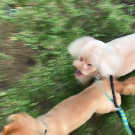 ♪お散歩動画♪代々木公園♪の画像