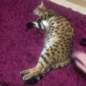 Sophiが…可愛い可愛い♡の画像