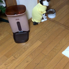 母の預金通帳…ん〜銀行間違えるわけないし。デールにゃんが食べない動画の画像