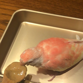 挿し餌作戦変更の画像