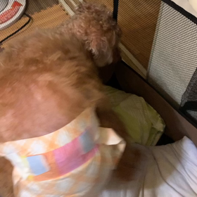 椎ちゃんの変化の画像