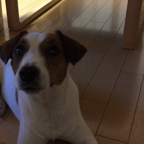 ココのチカーンの画像