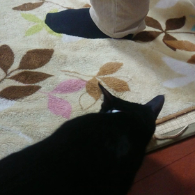 リングフィットアドベンチャーの邪魔をする猫の画像