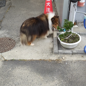 シェルティくんピカピカにしました<✧◝(⁰▿⁰)◜✧の画像