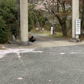 カラスの世界も大変の画像