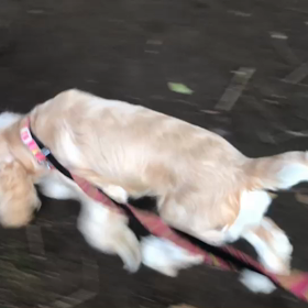 ♪お散歩動画♪代々木公園♪の画像