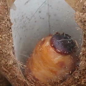 カブトムシの蛹化と羽化の画像