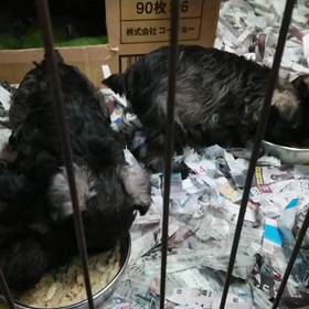 ミニチュアシュナウザーの離乳食の様子の画像