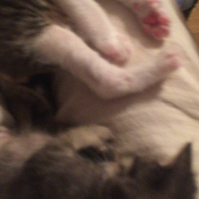 【動画】リラックスしすぎの動画(≧∇≦)の画像