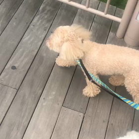 ♪お散歩動画♪お台場海浜公園♪の画像