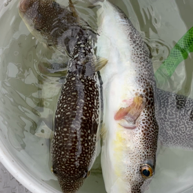 フグ釣り！の画像