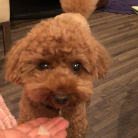 ひたすら梨を味わうの画像