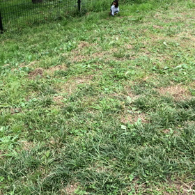 ドックランの画像