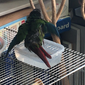 勘助くんの画像