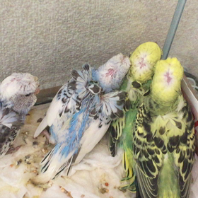 羽衣セキセイインコの画像