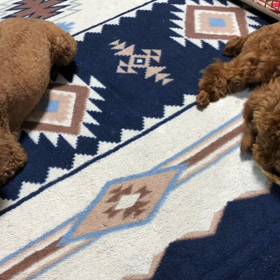 ショコラとマロン 仲良し親子！の画像