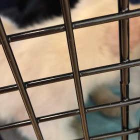 山武市からの保護猫の画像