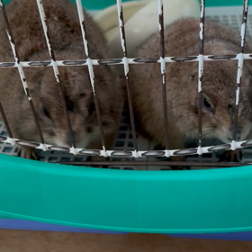 八歳になりましたの画像