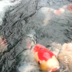 元気！！の画像